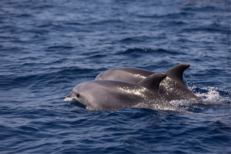 Dolphin watching Lošinj